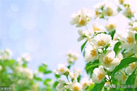 茉莉花怎麼種|茉莉花種子的種植方法和時間